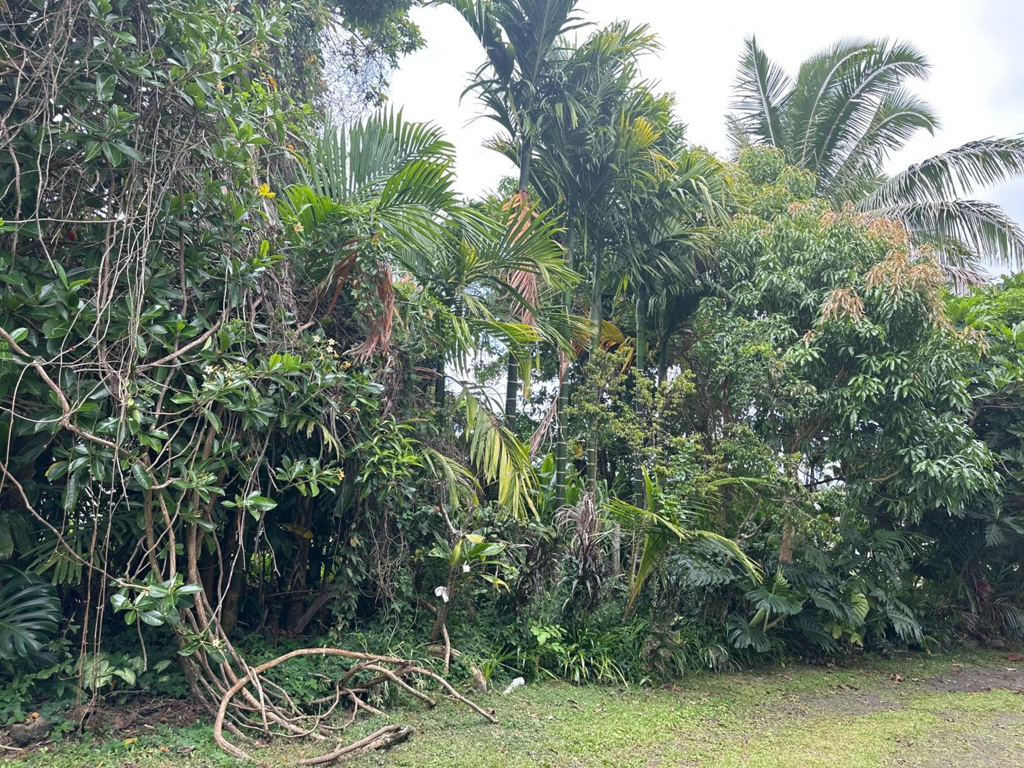 Hawaiian Ohana Home ฮิโล ภายนอก รูปภาพ