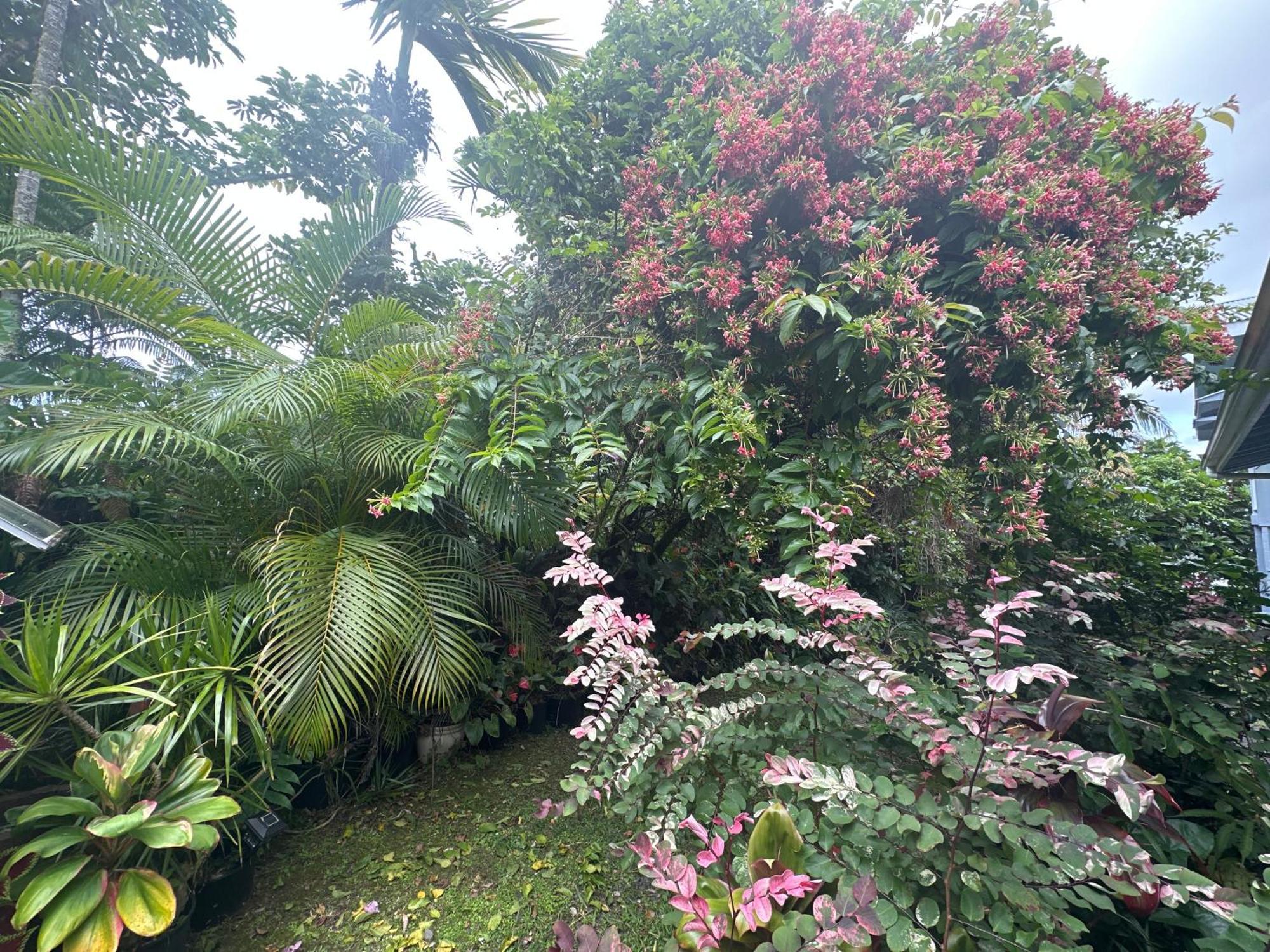 Hawaiian Ohana Home ฮิโล ภายนอก รูปภาพ